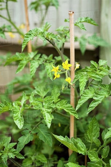 Tomato plants flowering in the garden - Stock Photo - Dissolve