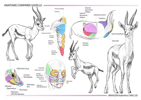 Branjon Katheline - Gazelle Compared Anatomy