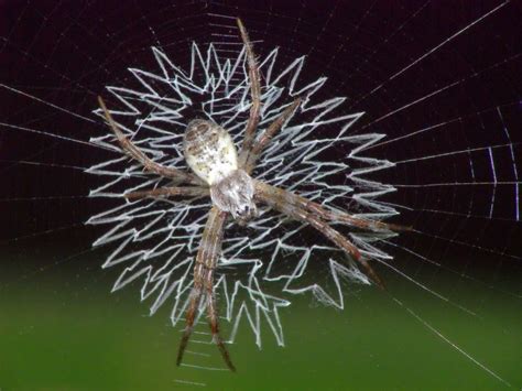 Beautiful spider web pictures (16 pics) | Amazing Creatures