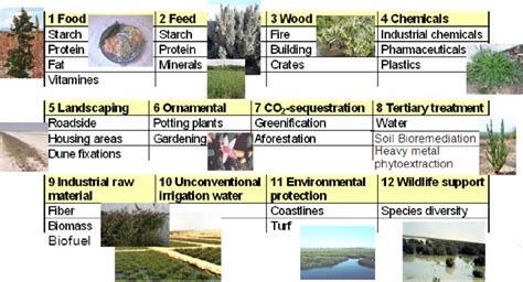 Uses of Halophytes (Hans-Werner et al., 2011): Utilizations of... | Download Scientific Diagram