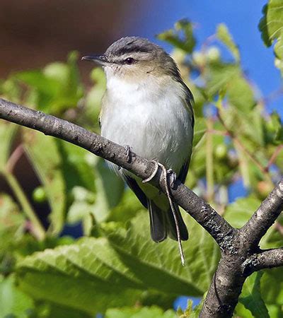 Red-Eyed Vireo: Ross Biological Reserve:Purdue University