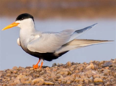 Black-bellied Tern » Bird Watcher