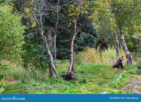 Cute Little Brown Bear Cubs with Natal Collars Playing in Grass on the Side of the Brooks River ...