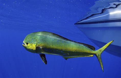 Go Fish! 30 Spanish Fish Names Every Traveler Oughta Know