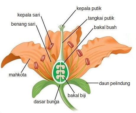 Bagian-Bagian Bunga dan Fungsinya - kependidikan.com