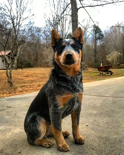 Absolutely gorgeous heeler coloring | Austrailian cattle dog, Heeler ...