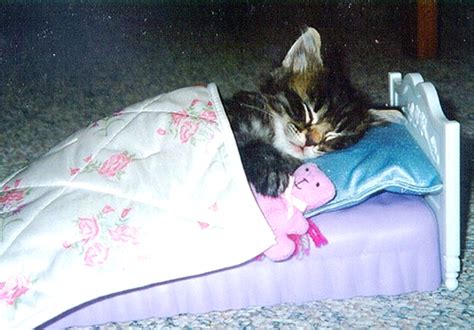 sleeping cats :) - Cute Kittens Photo (9986099) - Fanpop