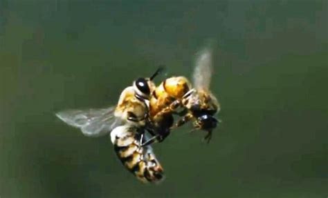 Queen Honeybee mating flight | WordlessTech | Bees and wasps, Bee ...