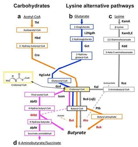 Anaerobic pathways for butyrate synthesis. Major substrates are ...