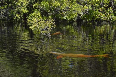 AI unlocks secrets of Amazon river dolphins' behavior, no tagging required