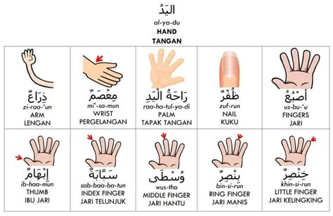 Pin by SJ Akhter on Arabic worksheet.. | Arabic worksheets, Spoken ...