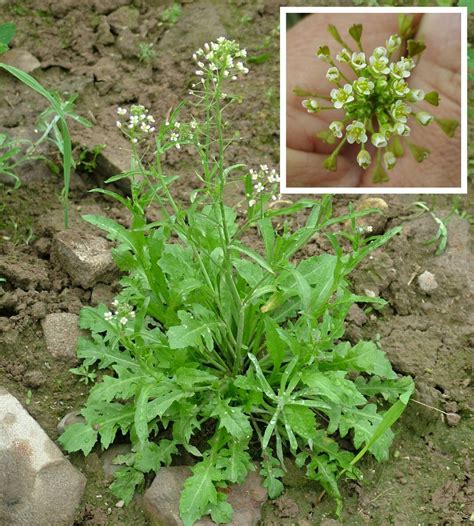 50+ Shepherd's Purse Seeds ~Capsella bursa-pastoris~ Edible & Medicinal ...