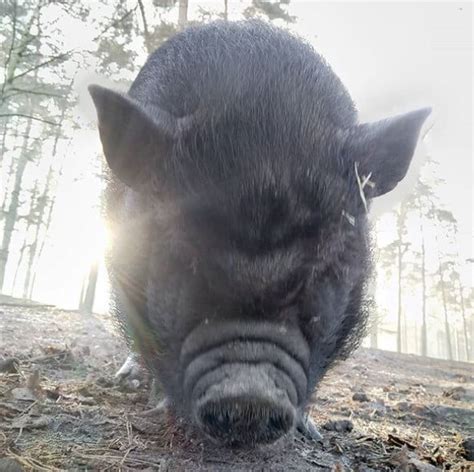 Pig Names: The 500 Most Popular Male and Female Pig Names | PetPress