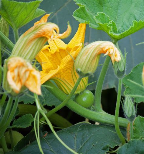 Yellow Pumpkin Flower Free Stock Photo - Public Domain Pictures