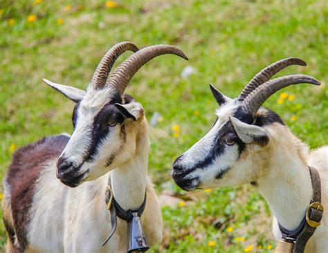 Alpine Goat – All About Goats