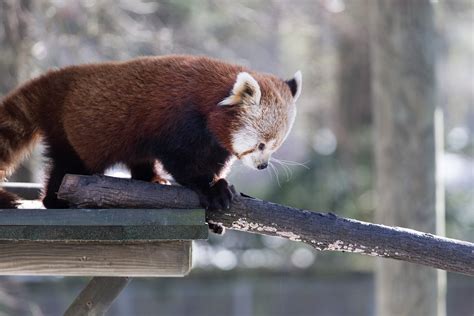 Brown and White Grizzly Bear · Free Stock Photo