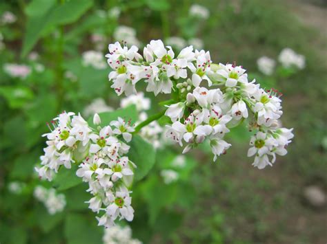 Buckwheat Flower