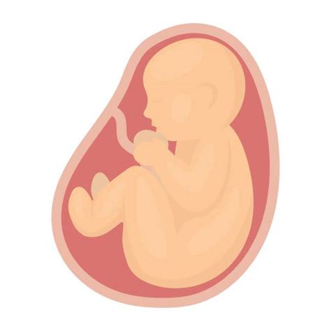 Unborn Baby Cartoons Stock Photos, Pictures & Royalty-Free Images - iStock