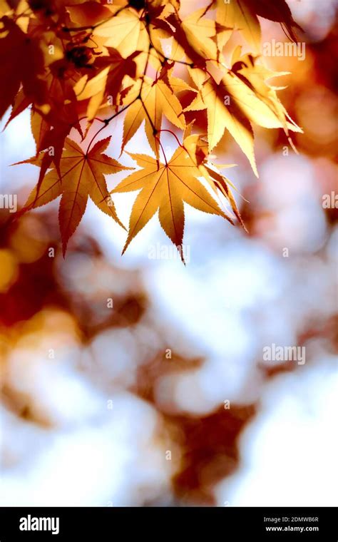 Japanese Fall Foliage Stock Photo - Alamy