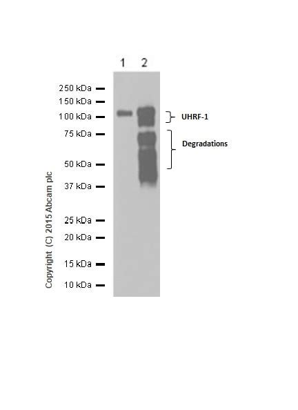 Recombinant Anti-UHRF1 antibody [EPR18803-11] (ab213223) | Abcam