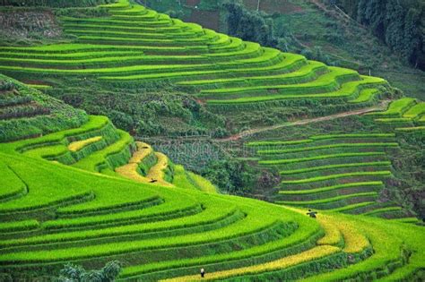 RICE TERRACES in SAPA, VIETNAM Stock Photo - Image of asia, landscape: 34395172