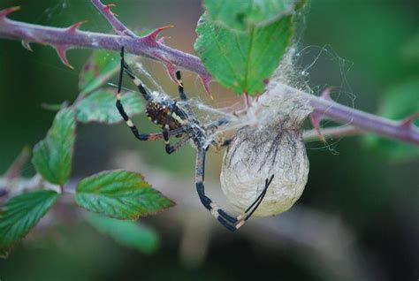 Wasp Spider with Egg Sac Photograph by Alfred Fox | Pixels