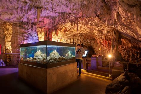 50 Breathtaking Postojna Cave Photos To Inspire You To Visit Slovenia