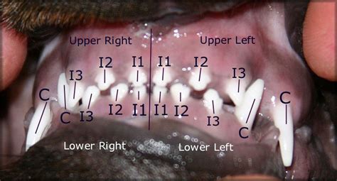 Rottweiler Teeth - Dentition Diagrams | FANTASTIKROT ROTTWEILERS Perth - Western Australia