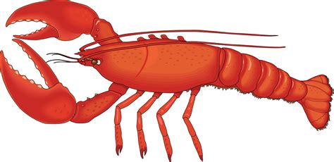 Lobster clipart - Clipground