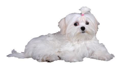 Maltese Terrier Breed Guide | Petbarn