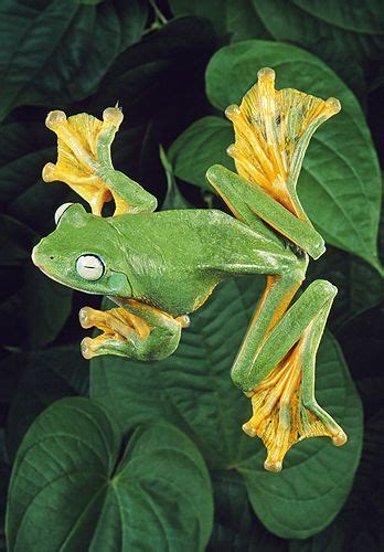 Java Flying Frog, Showing Webbed Feet, Malaysia | Frog, Frog pictures, Tree frogs