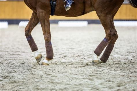 How to Ride Dressage Movements ⋆ How To Dressage