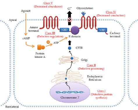 Schema illustrating the processing, structure and function of the CFTR ...