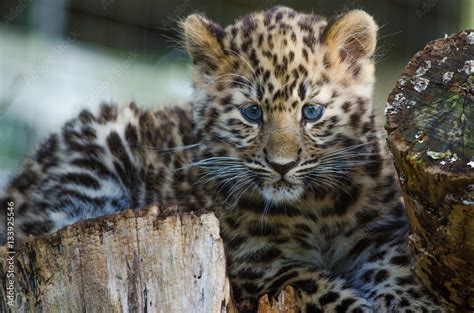 An Amur Leopard Cub Stock Photo | Adobe Stock