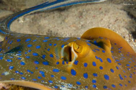 Blue Spotted Ribbontail Stingray in Gili Air - Two Fish Divers