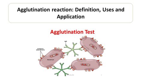 Agglutination reaction: Definition, Uses and Application - Microbiology ...