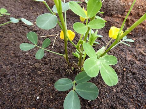 Gardening Mallorca: Growing Peanuts in the Garden