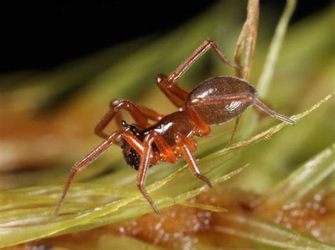 Money Spider (Linyphiidae) Identification - North West Invertebrates