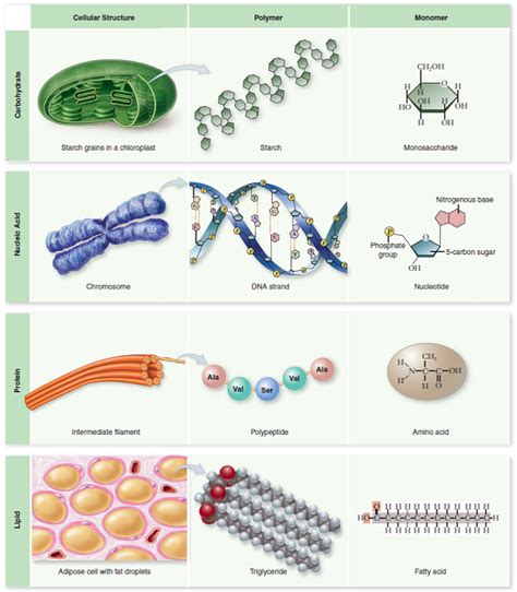 How do the four biological macromolecules differ from one ... | Chegg.com