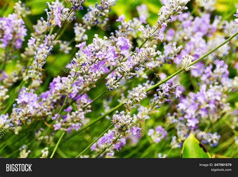 Lavender Bushes Image & Photo (Free Trial) | Bigstock