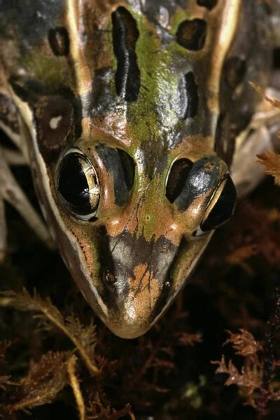 Florida Leopard Frog (North American True Frogs, Frogs)