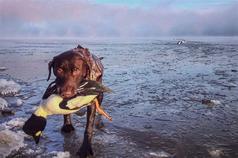 Dog Safety for Diver Duck Hunting - Wildfowl