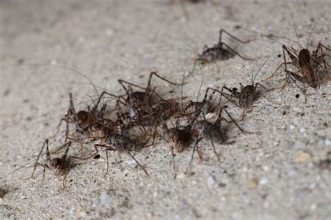 How To Get Rid Of Spider Crickets (aka Camel Crickets)