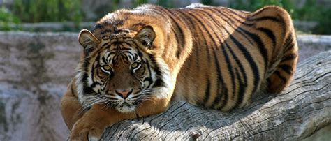 Tigre de Sumatra | Zoo Barcelona