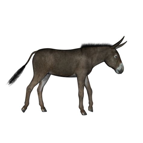 Free illustration: Donkey, Walking, Animal, Brown - Free Image on Pixabay - 1149348