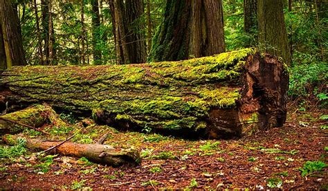 Old-Growth Forests - WorldAtlas