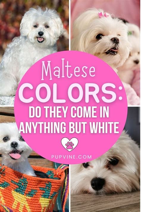 Maltese Colors Guide: Do They Appear In Shades Other Than White?