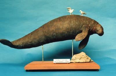 Steller's Sea Cow Hydrodamalis gigas extinct | Steller’s Sea Cow ( Hydrodamalis gigas) ~ World ...