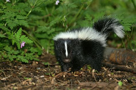 baby Striped Skunk (repost) | Flickr - Photo Sharing!