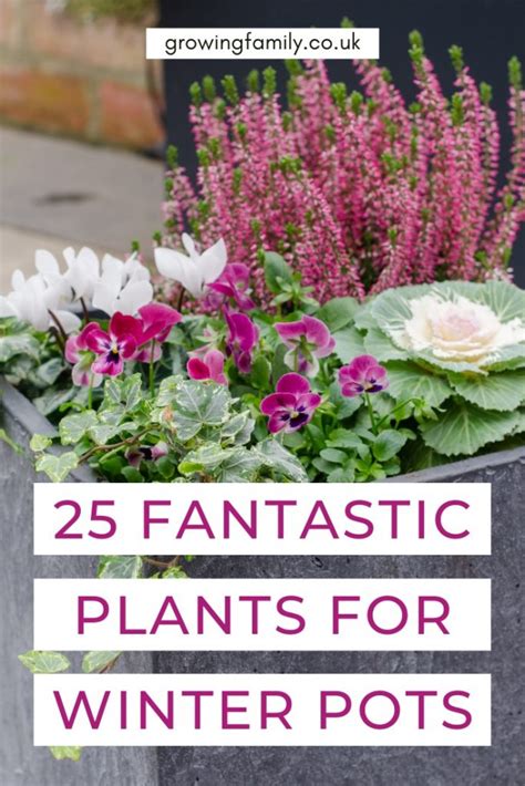 Best winter plants for pots: 25 stunning low maintenance plants ...